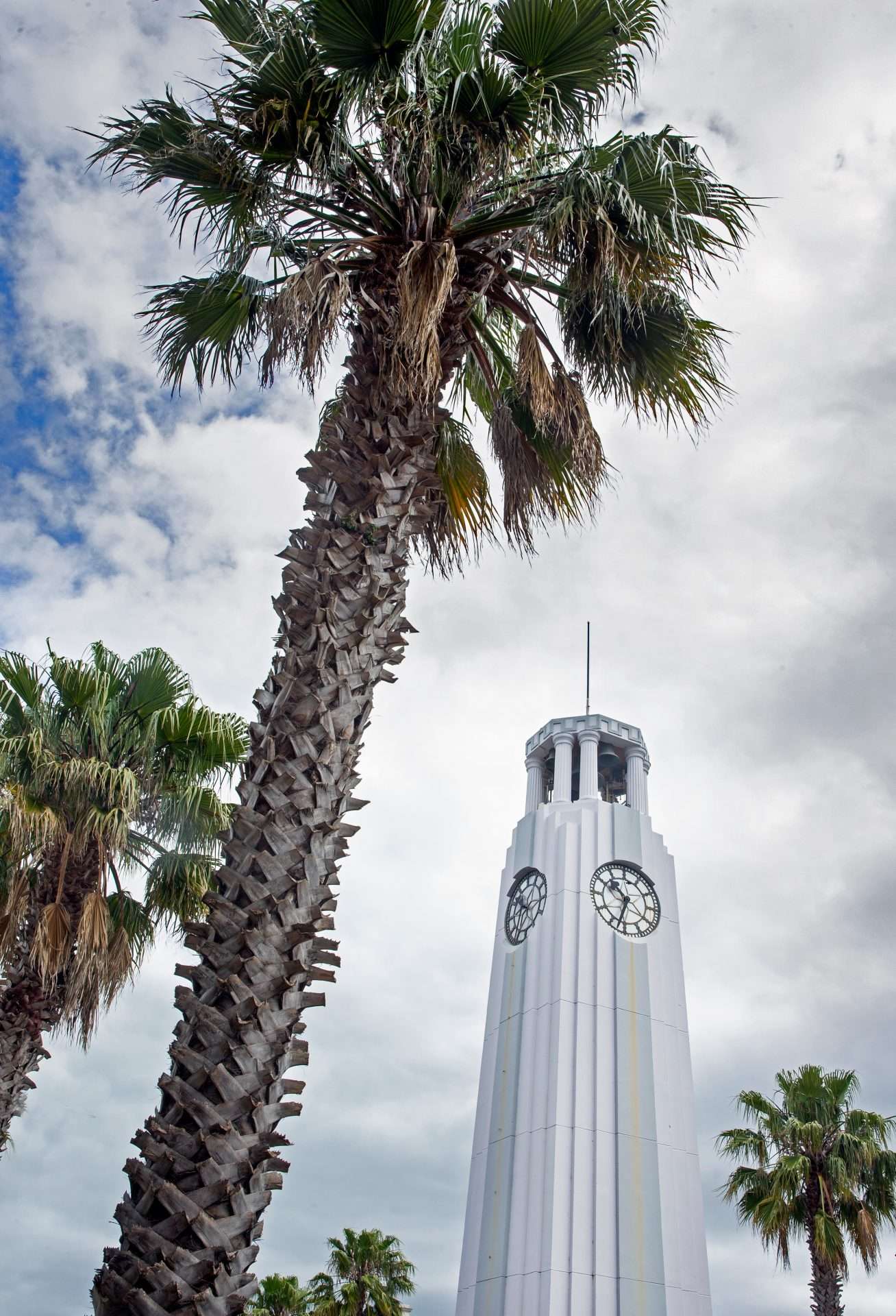 Clock tower and palmtree at Gisborne. Hawke's Bay. New Zealand